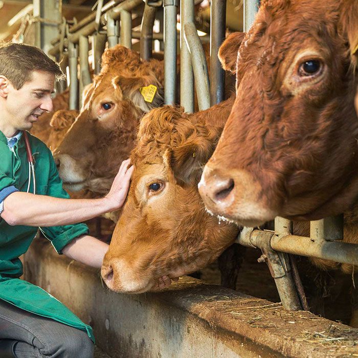 Nutrizione e benessere animale